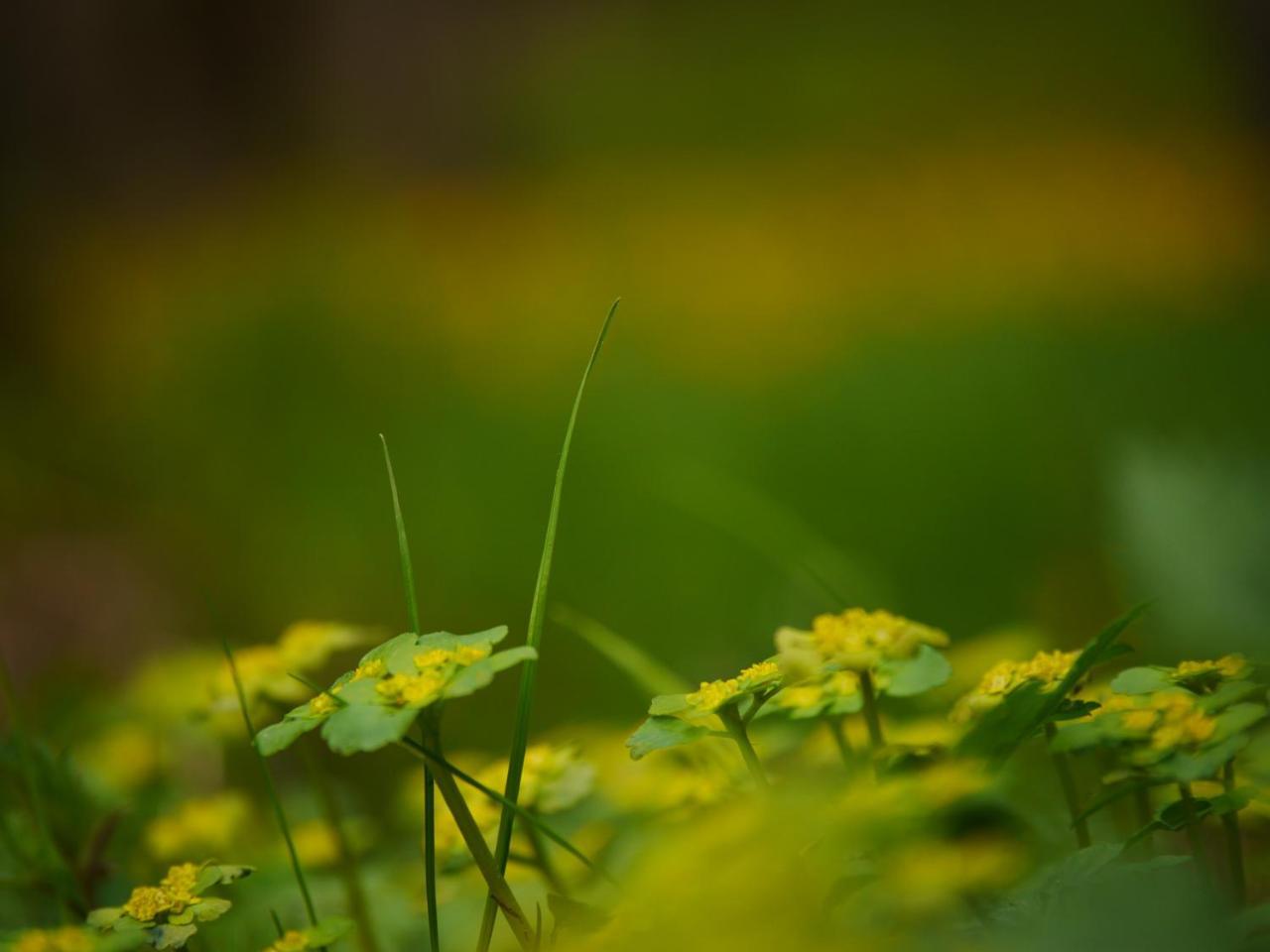 Fewo Kedo Neukirchen vorm Wald Esterno foto