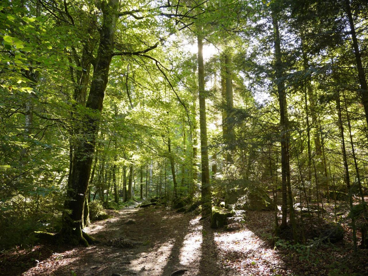Fewo Kedo Neukirchen vorm Wald Esterno foto